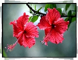 Kwiaty, Hibiskus