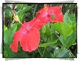 Kwiaty, Hibiskusa