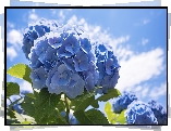 Niebieskie, Kwiaty, Hortensje, Listki, Niebo