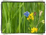 Kwiaty, Komonica, Motyl, Modraszek ikar, Trawa