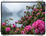 Rododendrony, Kwiaty, Jezioro, Mgła, Grafika
