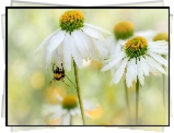 Kwiaty, Białe, Jeżówki, Pszczoła