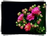 Kwiaty, Kalanchoe