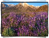 Kwiaty, Łubin, Góry, Alabama Hills, Stan Kalifornia, Stany Zjednoczone