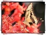 Koralowe, Kwiaty, Motyl