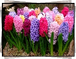 Kwiaty, Kolorowe, Hiacynty, Kosz, Deski