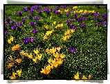 Kwiaty, Fioletowe, Żółte, Krokusy, Trawa