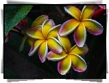 Kwiaty, Plumeria, Krople, Deszczu