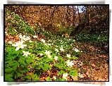 Las, Kwiaty, Wiosna