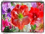 Kwiaty, Amarylisy, Zawilec, Lilia, Grafika