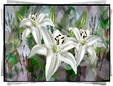 Kwiaty, Trzy, Białe, Lilie, 2D