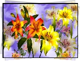 Kwiaty, Pomarańczowe, Żółte, Lilie, Grafika