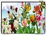 Kwiaty, Róże, Tulipany, Lilie, Grafika