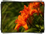 Kwiaty, Liliowce