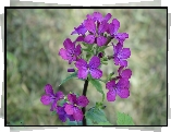Kwiaty, Lunaria