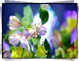 Kwiaty, Alstremeria, Makro, Rozmycie