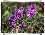 Kwiaty, Aster marcinek, Fioletowe