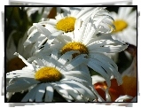 Kwiaty, Margerytki