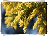 Kwiaty, Mimoza