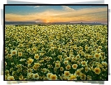 Polne, Kwiaty, Zachód, Słońca, Carrizo Plain National Monument