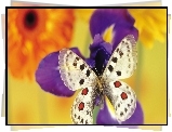 Kwiaty, Motyl
