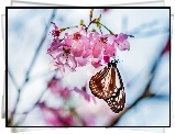Kwiaty, Owocowego, Drzewa, Motyl, Makro