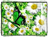 Kwiaty, Rumianek, Zielony, Motyl, Grafika