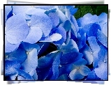 Niebieskie, Kwiaty, Hortensje