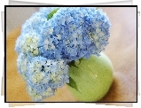 Niebieskie, Kwiaty, Hortensji