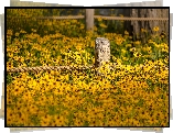 Kwiaty, Rudbekia, Ogrodzenie, Sznur
