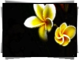 Fractalius, Plumeria