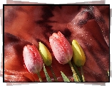 Kwiaty, Tulipany, Czerwone, Żółte, Krople