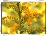 Żółte, Kwiaty, Fractalius