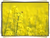 Żółte, Kwiaty, Rzepak, Pszczółka