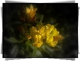 Żółte, Kwiaty, Rosa
