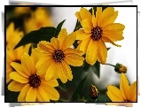 Żółte, Kwiaty, Rudbekia
