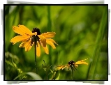 Żółte, Kwiaty, Rudbekia