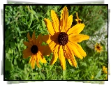 Żółte, Kwiaty, Rudbekie