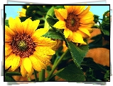 Żółte, Kwiaty, Słonecznik