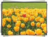 Kwiaty, Tulipany, Żółte, Czerwony