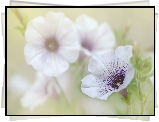 Kwiaty, Biało-fioletowa, Petunia, Rozmycie