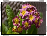 Kwiaty, Różowo-żółty, Pierwiosnek, Prymula