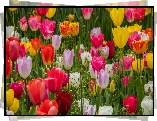 Tulipany, Kwiaty, Płatki, Kolorowe, Trawa