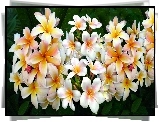 Kwiaty, Plumeria