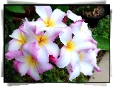 Kwiaty, Plumeria