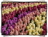 Kwiaty, Hiacynty, Kolorowe, Pole, Uprawa