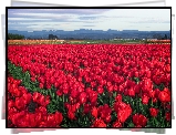 Kwiaty, Czerwone, Tulipany, Pole, Plantacja