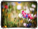 Polne, Kwiaty, Bokeh
