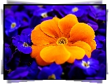 Kwiaty, Pierwiosnek, Prymula, Pomarańczowa, Zbliżenie