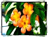 Pomarańczowe, Kwiaty, Liście